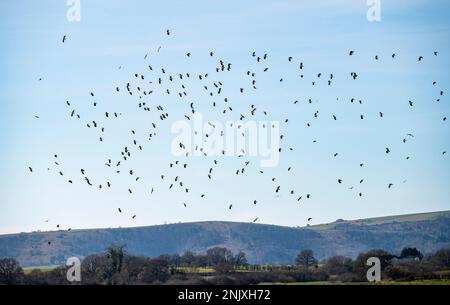 Lapwings Vanellus vanellus en vol à Pulborough Brooks nature Reserve Views UK Banque D'Images