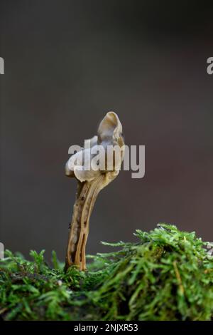 Champignon de la selle blanche: Helvella crispa. Surrey, Royaume-Uni. Banque D'Images