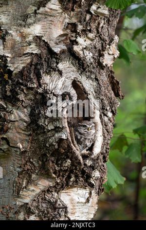 Petite chouette : Athene noctua. Oiseau captif, conditions contrôlées. Hampshire, Royaume-Uni Banque D'Images