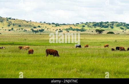 Élevage de bovins de boucherie en liberté paître sur de l'herbe verte dans un champ ou une prairie large sur une ferme à Kwazulu Natal, Afrique du Sud concept agriculture agriculture Banque D'Images