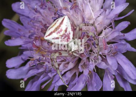 Araignée de crabe des fleurs (Thomisus onustus), femelle qui se cache pour les proies, bien camouflée, Allemagne Banque D'Images