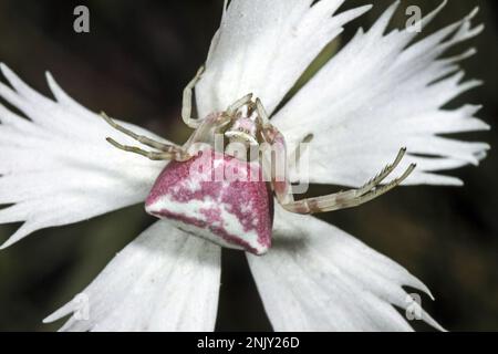 Araignée de crabe des fleurs (Thomisus onustus), femelle qui se cache pour les proies, bien camouflée, Allemagne Banque D'Images