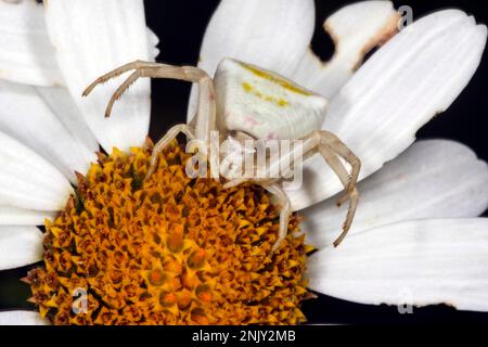 Araignée de crabe des fleurs (Thomisus onustus), femelle qui se cache pour les proies, bien camouflée, Allemagne Banque D'Images