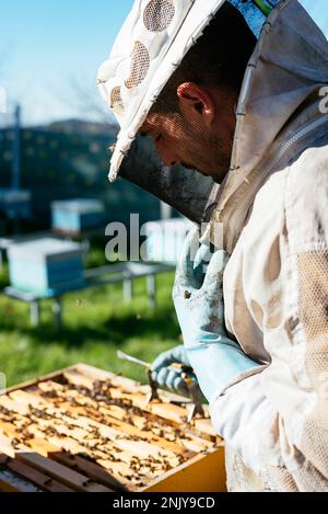 Vue latérale de l'apiculteur dans des gants de protection en retirant le nid d'abeille avec des pinces spéciales tout en recueillant le miel dans l'apiaire Banque D'Images