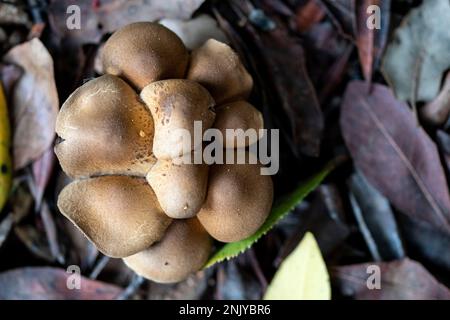Vue de dessus de la pile avec des champignons de miel agariques qui poussent au sol parmi le feuillage sec dans la forêt d'automne Banque D'Images