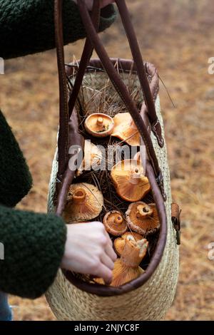 Personne méconnaissable avec un panier en osier rempli de champignons de safran en forme de bouchon de lait marchant dans la forêt Banque D'Images