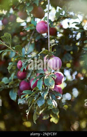 Prunes mûres fraîches et brillantes poussant sur des branches d'arbre vertes dans le jardin d'été pendant la saison de récolte Banque D'Images