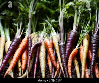 Vue de dessus d'un bouquet de carottes arc-en-ciel fraîches bio sur fond noir représentant le concept de nourriture saine Banque D'Images