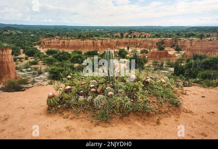 Plantes exotiques de cactus sauvages poussant sur le paysage de montagne contre ciel nuageux dans le désert de Tatacoa en Colombie Banque D'Images