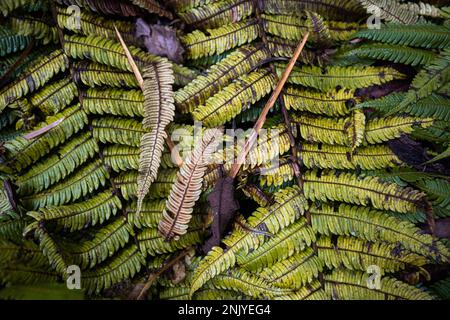 Plein cadre de feuilles vertes et jaunes avec de vieilles branches sèches de Polypodiophyta poussant dans les prairies tropicales en nature sauvage au Costa Rica Banque D'Images