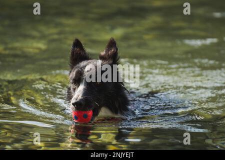 Adorable chien noir et blanc Border Collie nageant dans l'eau rippante avec une balle dans la bouche pendant le jeu Banque D'Images