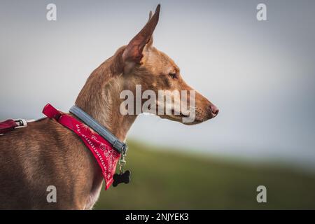 Portrait de côté d'adorable chien basenji brun obéissant dans le col et foulard rouge debout sur une colline verte brouillée Banque D'Images