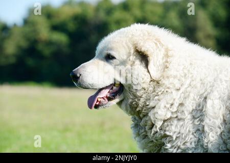 Prenez la direction du chien Kuvasz. Le chien de garde d'animaux regardant sur le pâturage. Banque D'Images