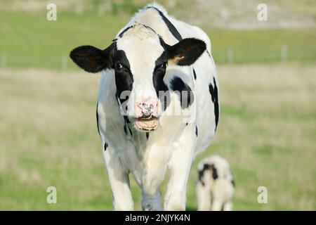 Tête de vache blanche noire devant le ciel bleu. la vache a l'air drôle. Banque D'Images
