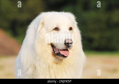 dirigez-vous d'un chien des pyrénées dans la nature Banque D'Images