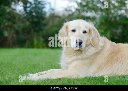 chien golden retriever couché sur la prairie dans le jardin Banque D'Images