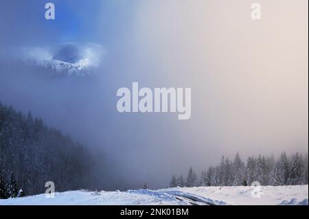 Arbres dans la brume d'hiver dans les montagnes Ciucas, Roumanie Banque D'Images