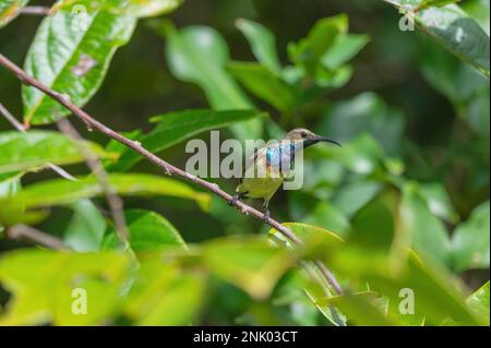 Îles Andaman, Inde, Sunbird à dos olive, Cinnyris jugularis, Banque D'Images