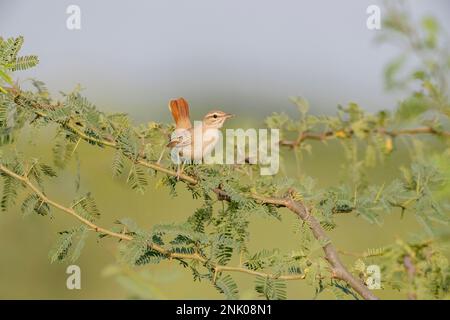 Grand Rann de Kutch, Gujarat, Inde, Scrub-Robin à queue rousse, Cercotrichas galactotes Banque D'Images