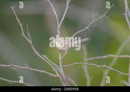 Grand Rann de Kutch, Gujarat, Inde, délicate Prinia, Prinia sylvatica Banque D'Images