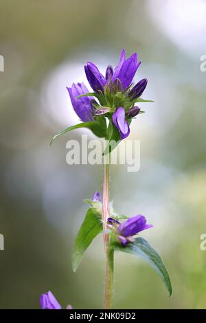Campanula glomerata, communément appelée Bellflower en grappes, plante à fleurs sauvage de Finlande Banque D'Images
