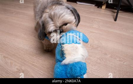 Photo d'un chien Shih Tzu tenant un jouet dans ses dents et le frottant contre lui-même sur le sol Banque D'Images