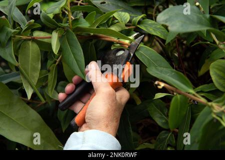 Une femme plus âgée taille avec sécateur une haie de jasmin à feuilles persistantes, Clematis et Honeysuckle dans le jardin de banlieue anglais en été Banque D'Images