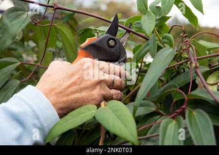 Une femme plus âgée taille avec sécateur une haie de jasmin à feuilles persistantes, Clematis et Honeysuckle dans le jardin de banlieue anglais en été Banque D'Images