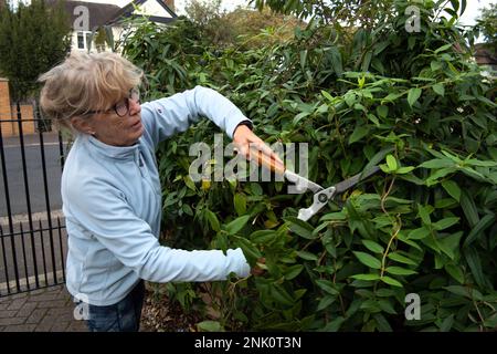 En été, une femme plus âgée taille à l'aide de cisailles, une haie de jasmin à feuilles persistantes, de Clematis et de Honeysuckle dans un jardin de banlieue anglais Banque D'Images