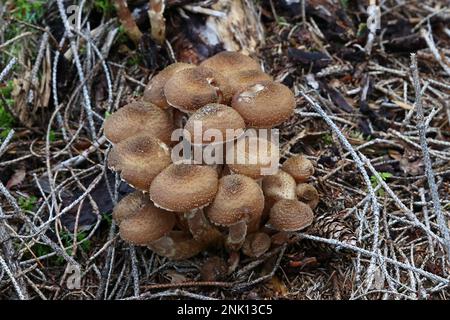 Armillaria ostoyae, également appelé Armillaria solidipes, communément appelé champignon du miel foncé, champignon sauvage de Finlande Banque D'Images