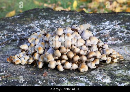 Homophron cernuum, également appelé Psathyrella cernua, un champignon à la brittlestem de Finlande, pas de nom anglais commun Banque D'Images