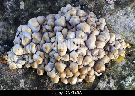 Homophron cernuum, également appelé Psathyrella cernua, un champignon à la brittlestem de Finlande, pas de nom anglais commun Banque D'Images