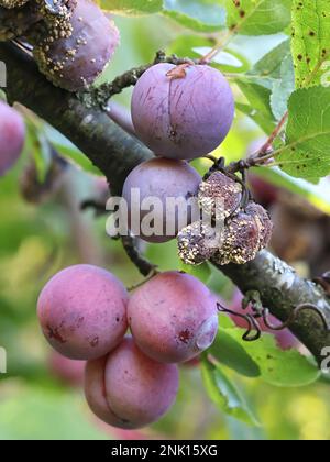 Monilinia laxa, un pathogène de plante causant la pourriture brune maladie de la brûlure des fleurs sur les prunes de damson, Prunus domestica subsp. insititia Banque D'Images
