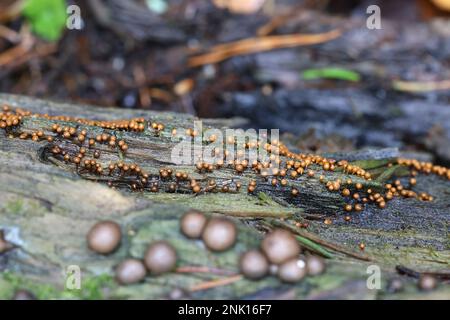 Trichia decipiens, un moule à chaux de Finlande, pas de nom anglais commun Banque D'Images