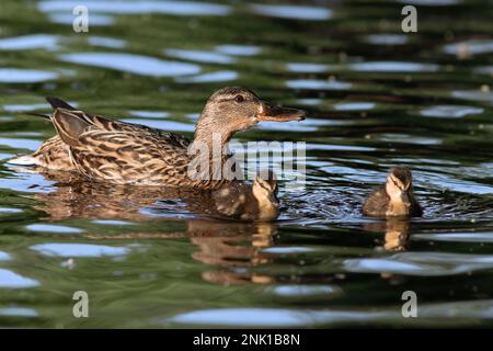 canard colvert avec canetons, flottant sur la surface de l'eau (anas platyrhynchos) Banque D'Images