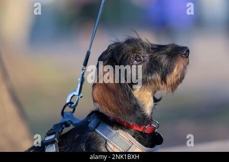 portrait de dachshund à poil dur ; vue latérale du chiot en pedicured mignon Banque D'Images