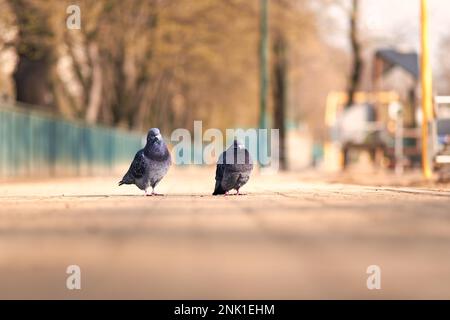 Un couple de pigeons marchant dans un parc de la ville par une journée ensoleillée. Banque D'Images