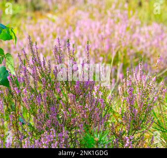 Fleurs de bruyère sauvages Banque D'Images
