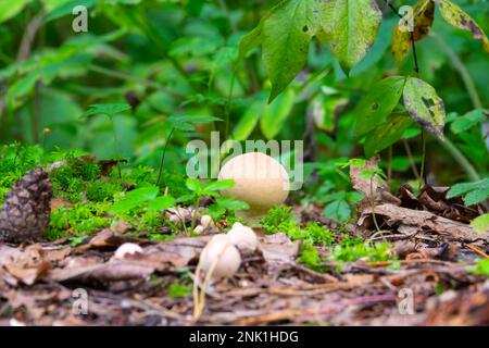 Champignons de pluie dans la forêt (L. perlatum) Banque D'Images