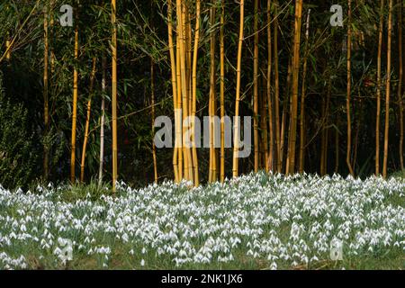 Des gouttes de neige et du bambou coloré dans les jardins de la région de Kingston Lacy à Dorset, en Angleterre, au Royaume-Uni, en février Banque D'Images