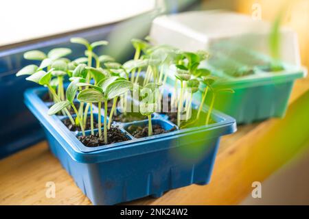 De petites plantes gerbent dans des récipients à la maison Banque D'Images
