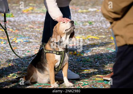 personne patrant un chien sur la tête appréciant le geste - relation entre les animaux et le concept de personnes Banque D'Images
