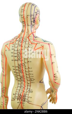Vue arrière du modèle d'acupuncture médicale de l'homme isolé sur fond blanc Banque D'Images