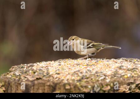 Chaffinch Fringilla coelebs femelle plumage printanier brun buffle et jaune pâle verdâtre avec barre d'aile blanche et patch d'épaule rose bec et jambes Banque D'Images