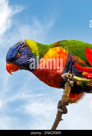 Rainbow Lorikeet, Latin: Trichoglossus moluccanus, perroquet coloré d'Australie Banque D'Images