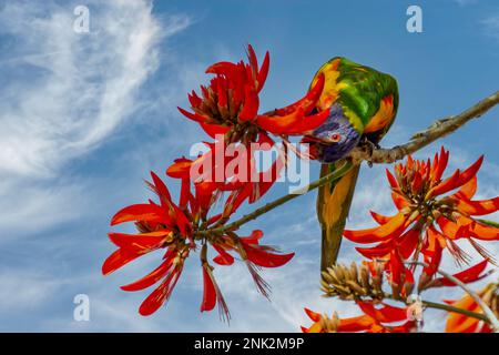 Rainbow Lorikeet, Latin: Trichoglossus moluccanus, perroquet coloré d'Australie Banque D'Images