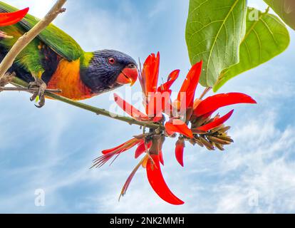 Rainbow Lorikeet, Latin: Trichoglossus moluccanus, perroquet coloré d'Australie Banque D'Images