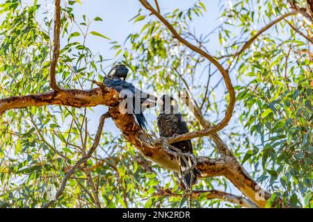 Le Cockatoo noir à bec court (Calyptorhynchus latirostris), également connu sous le nom de Cockatoo de Carnaby ou Cockatoo noir de Carnaby, est un gros Cockatoo e noir Banque D'Images