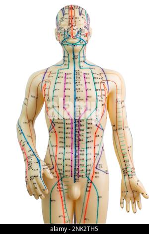 Vue avant d'un modèle d'acupuncture médicale de l'homme isolé sur fond blanc Banque D'Images