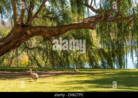 Parc national de Yanchep Perth Australie occidentale Banque D'Images